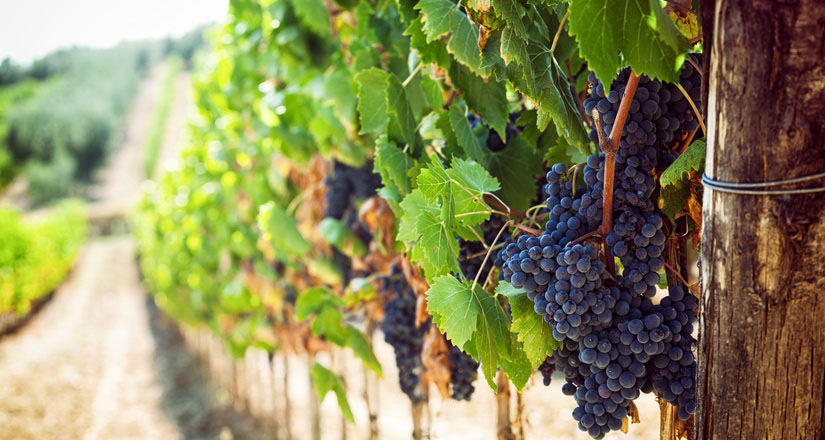 Cautions et garanties agroalimentaire